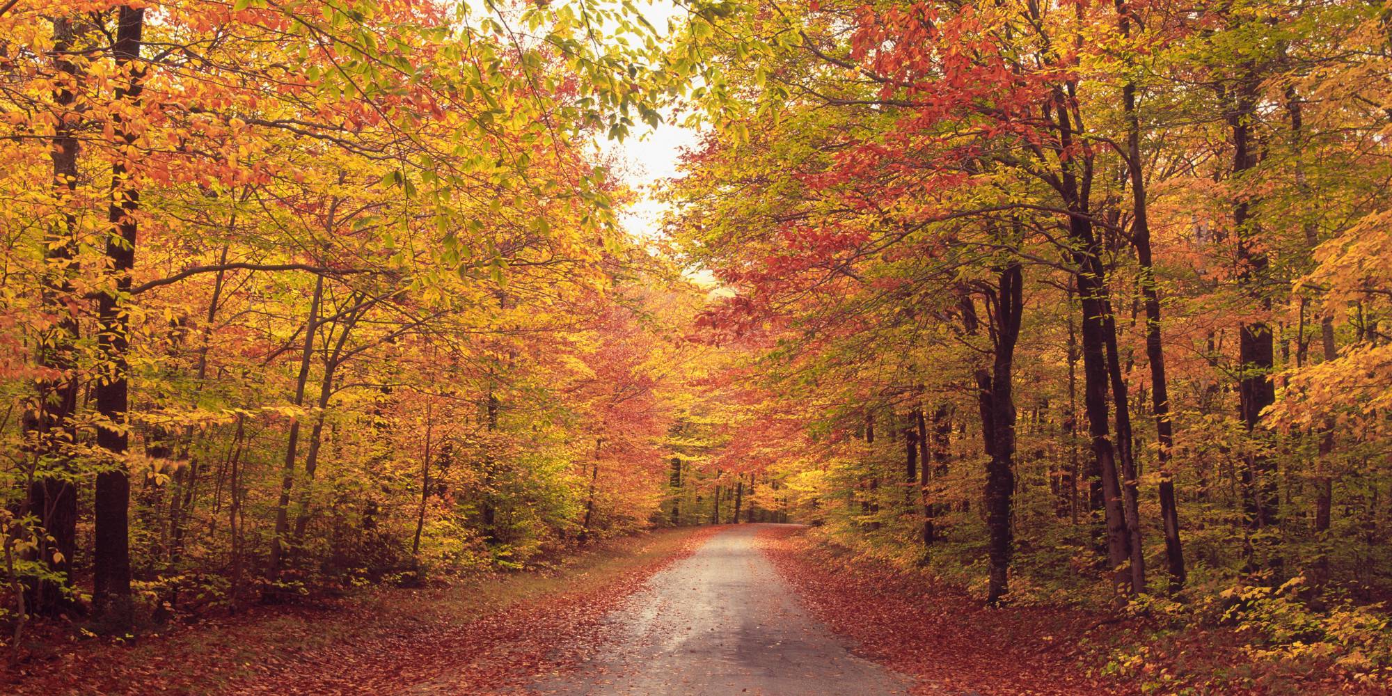 autumn_path