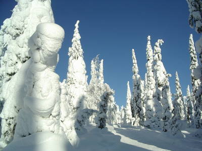 A winter forest depicting freezing, existential cold.