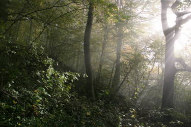 A light cast through the forest to demonstrate the highest metaphysical truth.