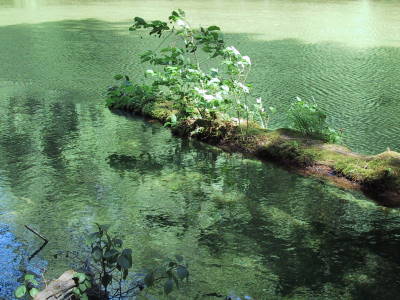 A dead tree to symbolize the realization of the tangible material side of reality.