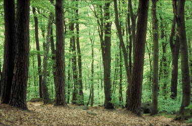 A forest as a manifestation of a complex structural design manifested in physical trees and branches.